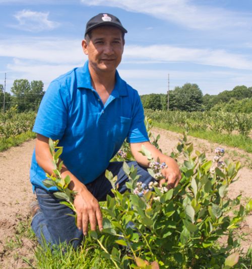 A farmer kneeling by some plants.