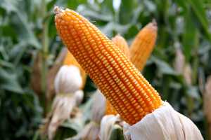 How to Grow Corn - MSU Extension