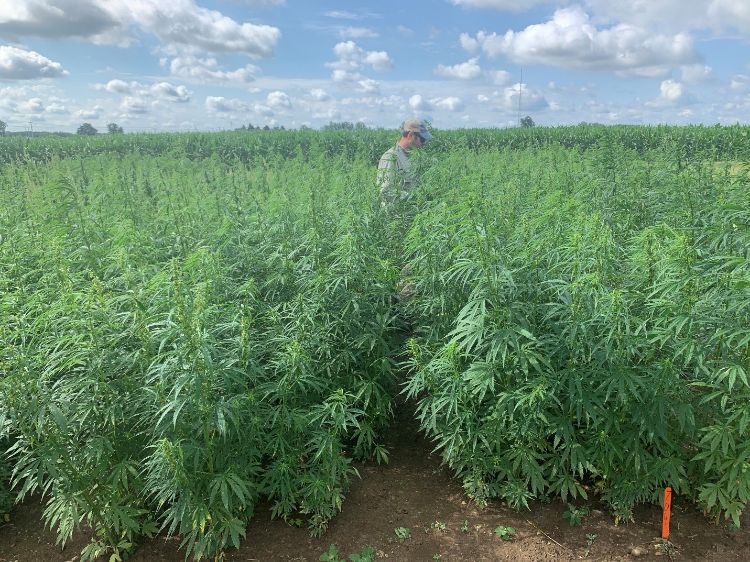 Industrial hemp research plots