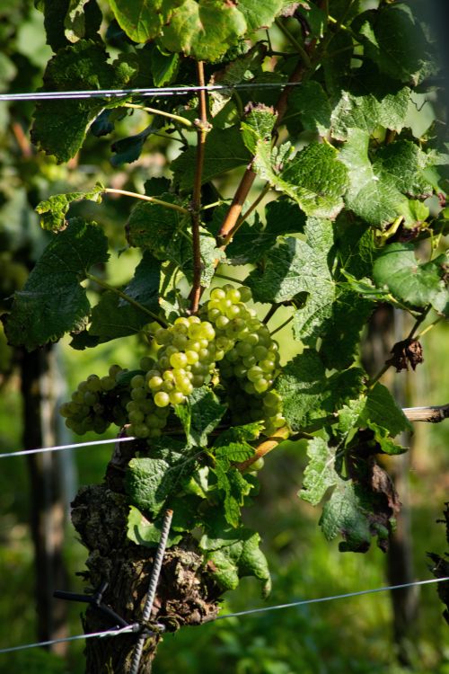 green leaves on a vine with green grapes