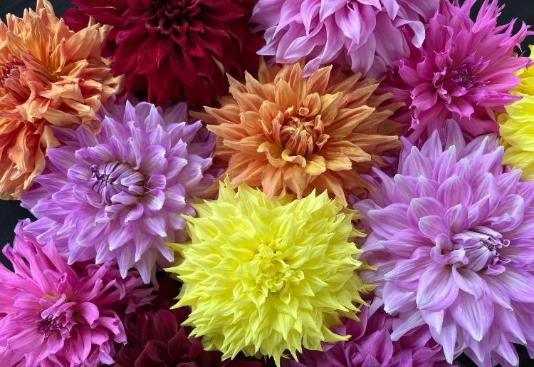 A closeup of different colored specialty cut flowers.