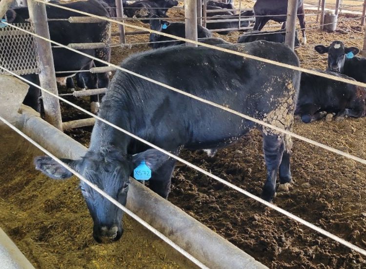 A black cow with a blue ear tag labeled “XS72” stands in a fenced feeding area, bending its head down to eat from a trough filled with feed. The cow’s hindquarters are covered in dried mud. Other black cattle rest or stand in the background inside the barn-like enclosure with dirt flooring and metal railings.