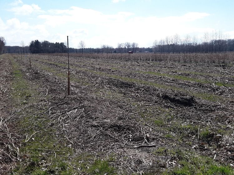 Old blueberry field