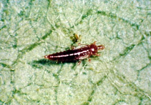 Nymph is nearly colorless after hatching, but soon turns a dark maroon as it matures.