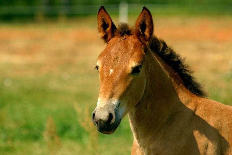 A horse in a field