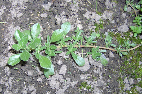 prostrate pigweed