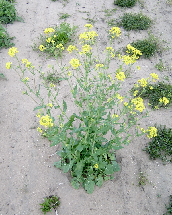 wild mustard