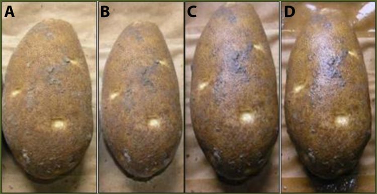 A) 0.25 gallons per ton. B) 0.5 gallons per ton. C) 1.0 gallons per ton. D) 2.0 gallons per ton. All photos in article by Univ. Idaho