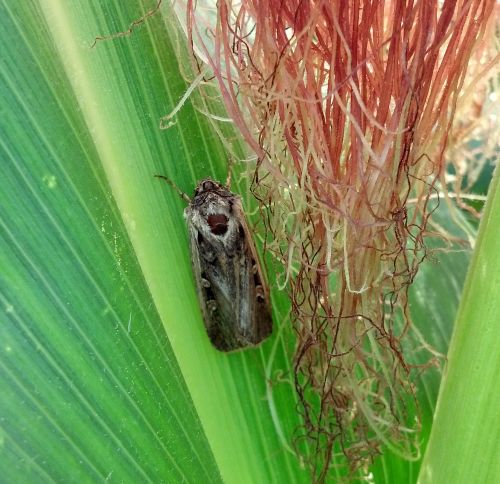 WBC on corn