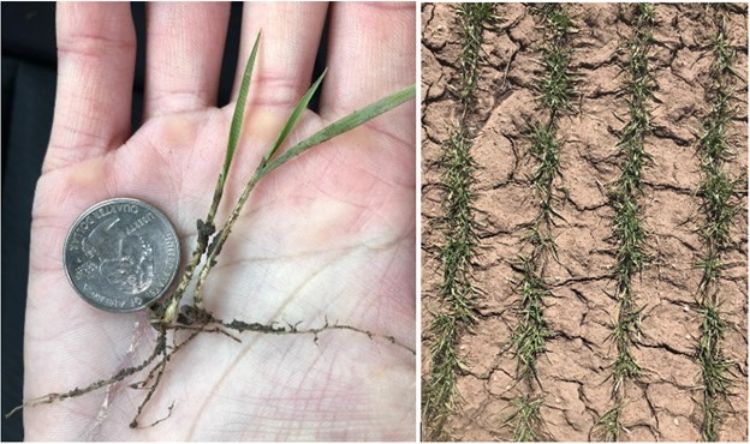 A picture of a hand holding a quarter and a wheat root, and a picture of a wheat field.