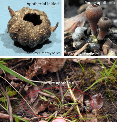 Stages in mummy berry germination and apothecium development. Photos by Timothy Miles (top) and Mark Longstroth (bottom).