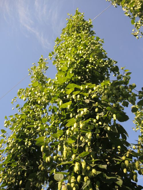 Brewers Gold hop cones approaching harvest in northwest Michigan. Photo by Erin Lizotte, MSU Extension