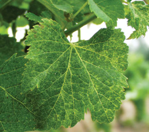  Symptoms on a Riesling leaf. 