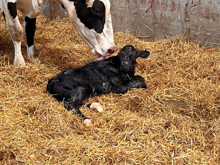 calf and cow