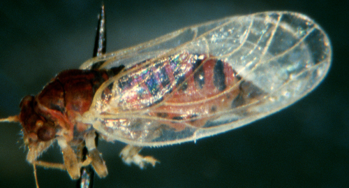  Wings are transparent and iridescent. 