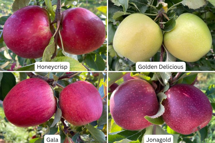 Four images of apples with labels under each apple saying Gala, Honeycrisp, Golden Delicious and Jonagold.