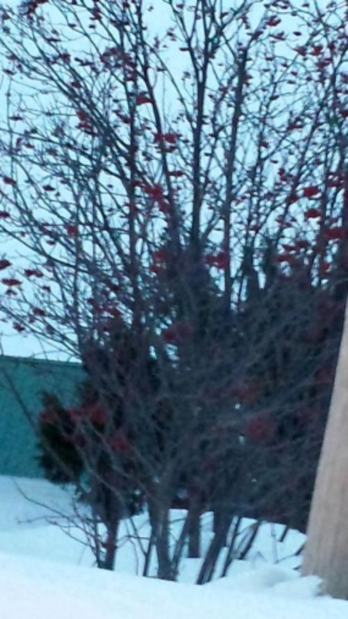 Photo: Mountain ash bearing persistent fruit in March. Photo credit: Mike Schira photo, Houghton County