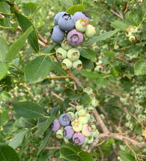 Blueberries ready for the first hand harvest