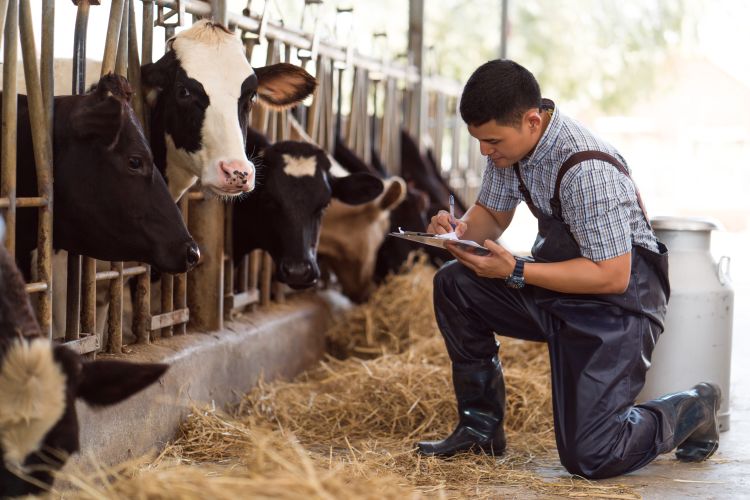 A man wearing waterproof overalls and boots kneels on the floor of a dairy barn, writing on a clipboard while observing several cows in feeding stalls.