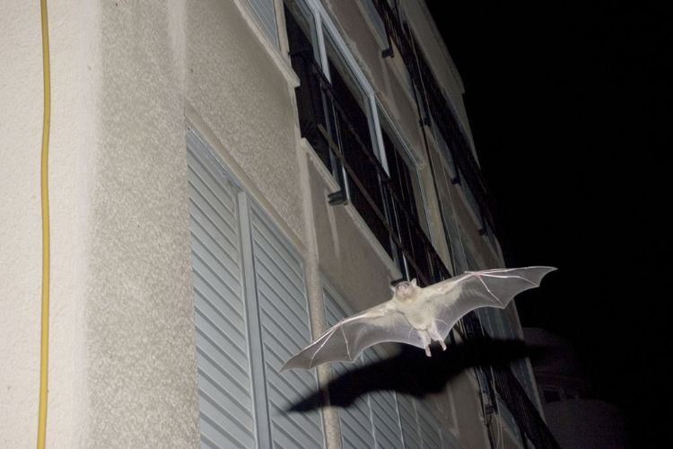 flying bat