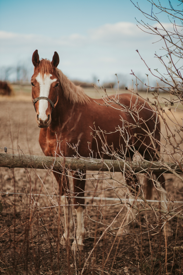 Picture of a horse