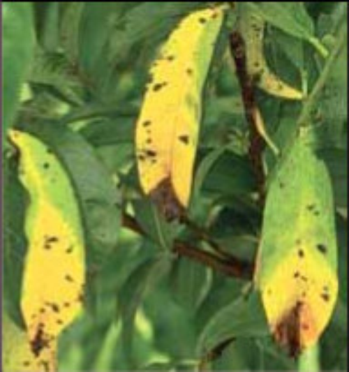 Yellowing and tip burn of peach leaves by bacterial spot. 