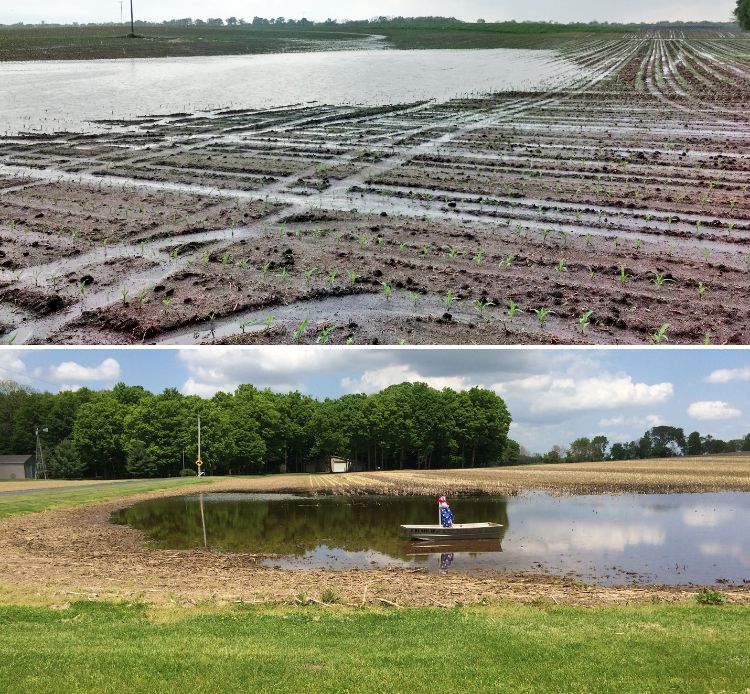 Flooded fields