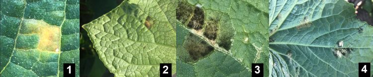 four photos of green leaves with various white and brown spots
