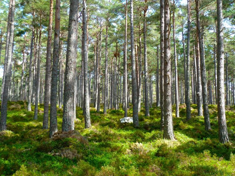 Mossy forest