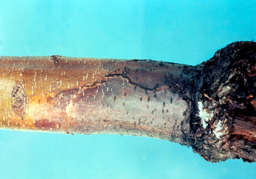 A sharp demarcation forms between the infected rootstock tissue and the scion tissue.