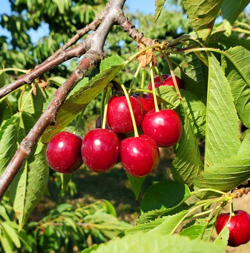 Sweet cherries ready for harvest.