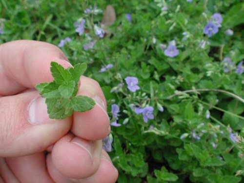  Germander Speedwell1.jpg 