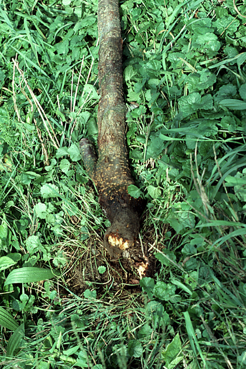 The scion grows quicker than the rootstock so that the rootstock appears constricted just below the graft union. 