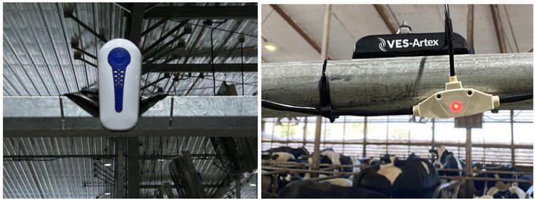 Side-by-side photos of electronic monitoring devices mounted on metal beams inside a dairy barn. The right image shows a VES-Artex device and sensor above a group of dairy cows.