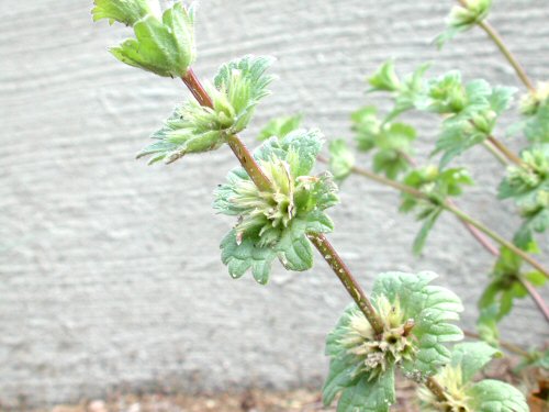  henbit2.jpg 