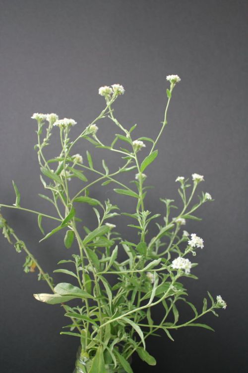 Hoary alyssum