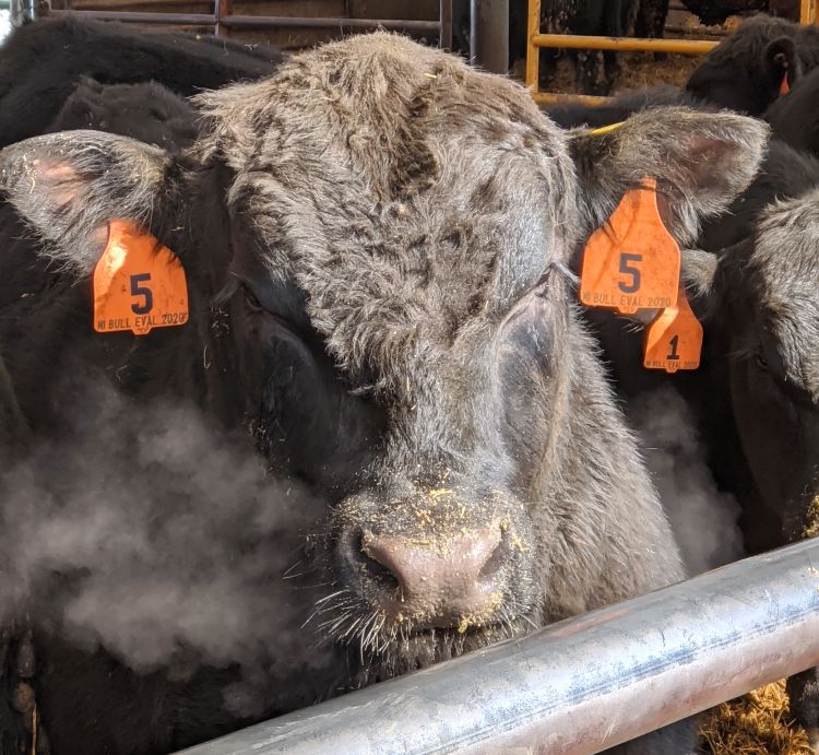 gray colored cow with orange ear tags