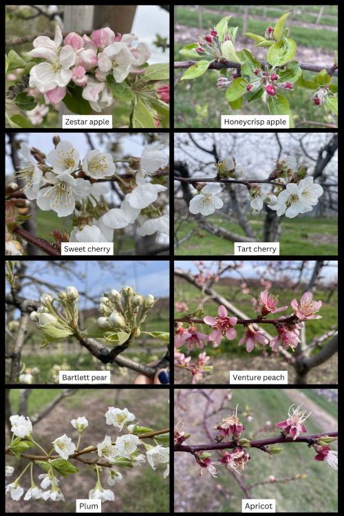 A collage of eight close-up photos showing early-season bloom stages of different tree fruits, each labeled. Top row: Zestar apple with pink-and-white blossoms; Honeycrisp apple with tight pink buds and emerging leaves. Second row: Sweet cherry with fully open white flowers; Tart cherry with smaller white blossoms along a branch. Third row: Bartlett pear with clustered white buds just beginning to open; Venture peach with bright pink blossoms in full bloom. Bottom row: Plum with delicate white flowers on slender stems; Apricot with fading blossoms and visible stamens, petals beginning to drop.