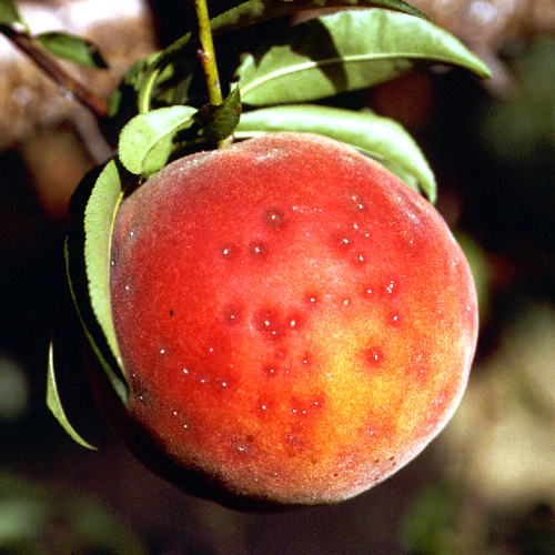Clustered scales appear white on fruit.