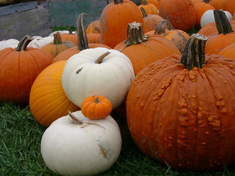 Pumpkins of various colors and sizes.