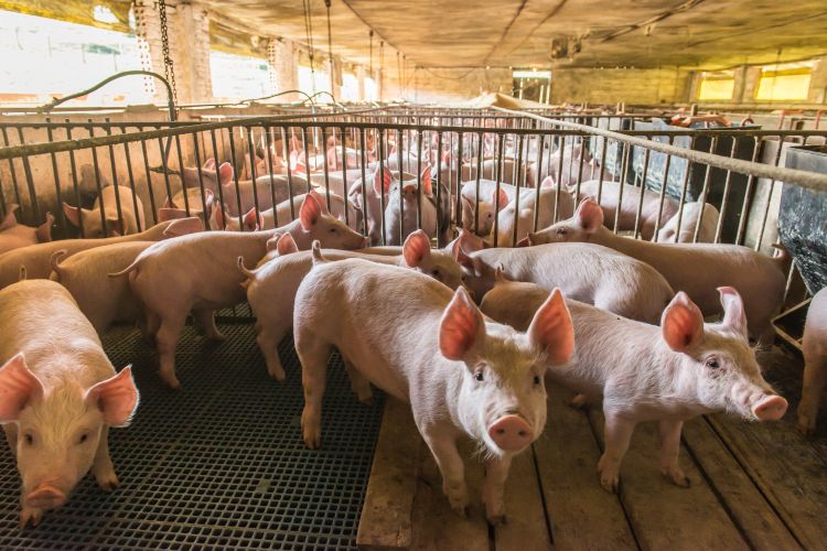 pink pigs in a barn