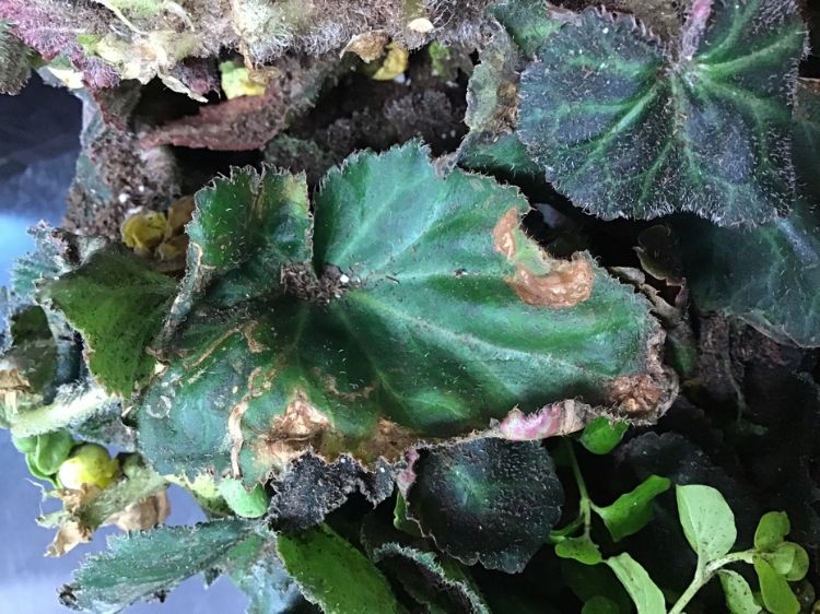 Symptoms of impatiens necrotic spot virus