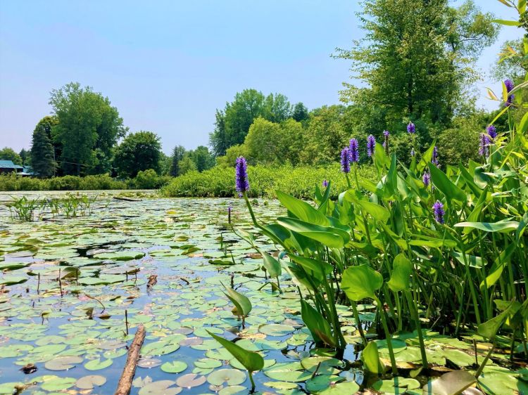 Lake with aquatic plants