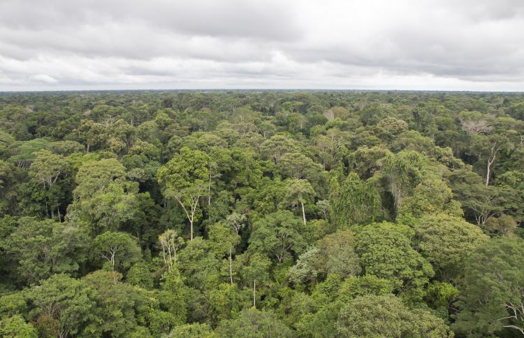 View a forest from above the trees