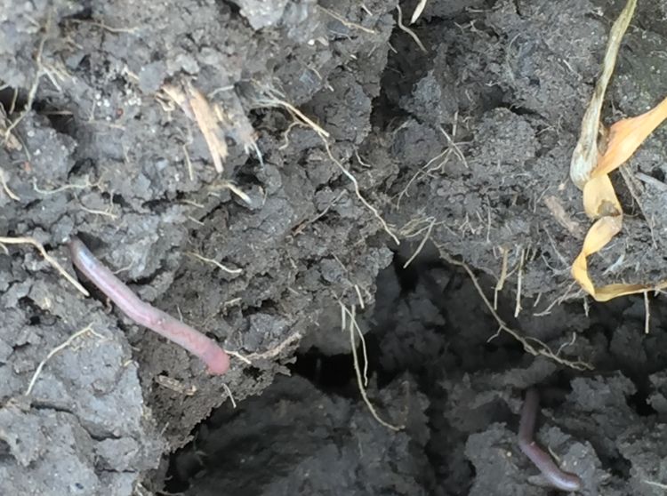 Worms found in Sam Aultman Farm, Coleman Mich.