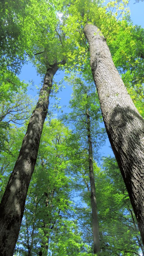 Trees in France.