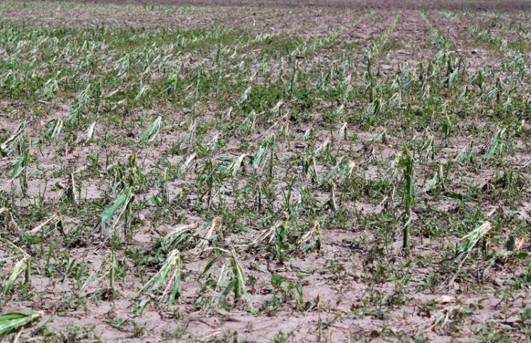 Hail damage to corn. Photo credit: Phil Kaatz, MSU Extension