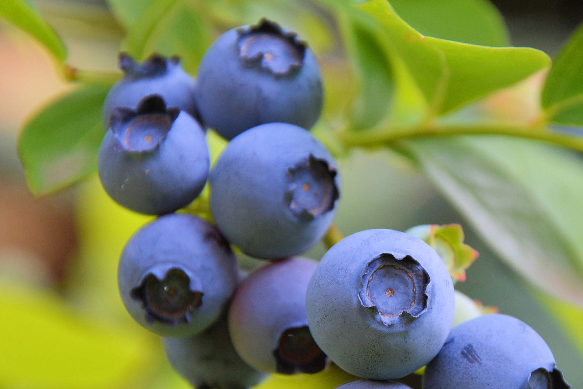 Голубика нортланд куст. Голубика высокорослая блюджей. Голубика высокорослая норт кантри. Голубика сорт дюк. Голубика однолетние.
