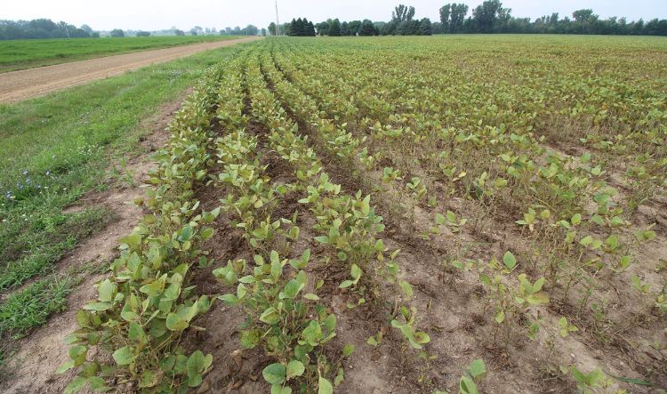 Rows of yellowing soybeans in a field.