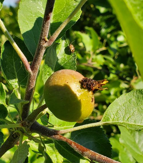 Tarnished plant bug on apple leaf.